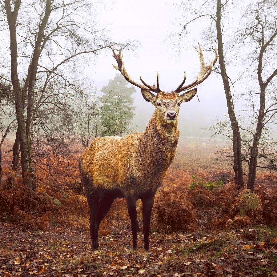 Dusk Deer Paper Napkins - Photo 0