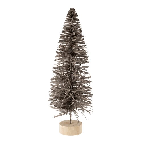 Sapin alpin gris 16,5 po