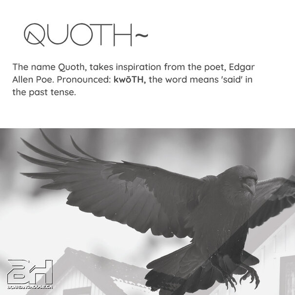 Quoth Life Quoth Life Paddle Board Kit / White 10'6"