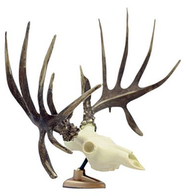 Big Rack Raxx Whitetail Figurine
