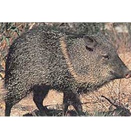 Delta Delta #115 Javelina Target