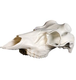 Mountain Mikes Skull Master