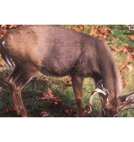 Martin Grazing Whitetail Deer Group 2 Target