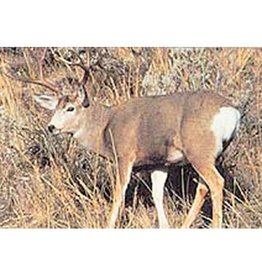 Delta Delta #109 Mule Deer Broadside Target