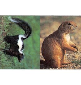 Delta Delta Prairie Dog/Skunk Target
