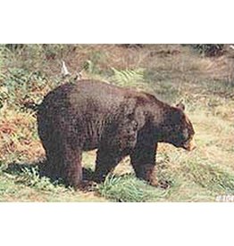 Delta Delta #104 Black Bear Target