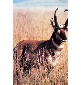 Martin Antelope Group 2 Target