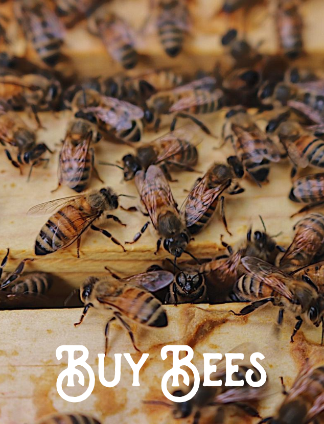 Honey and the Hive Beekeeping Supplies and Honeybee Gifts Honey and the Hive