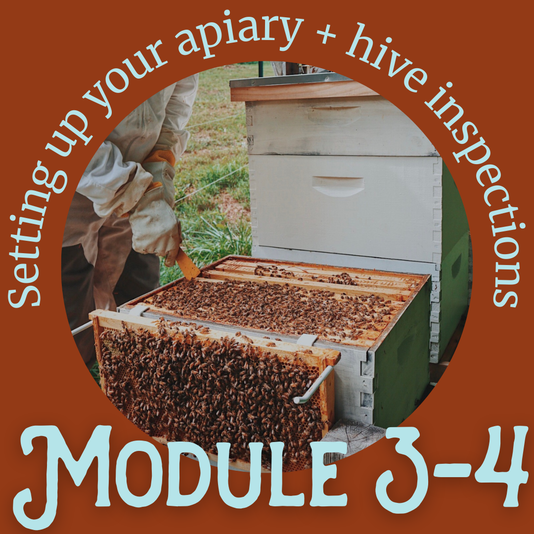 Honey & the Hive Beginner Series: Module 3 & 4