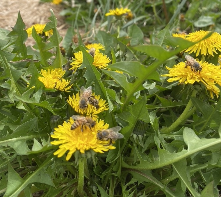 Spring Feeding: How and When Should I Feed My Bees?