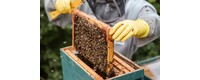 Beekeeper Resources