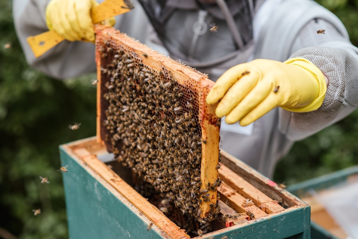 Beekeeping  N.C. Cooperative Extension