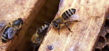 Summer Dearth - Feeding the Bees in July and August