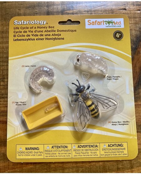 Safariology: Life Cycle of a Honey Bee