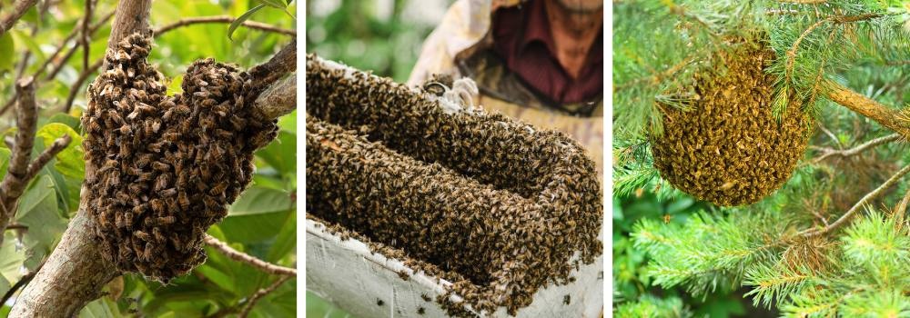 What is Honeycomb and It's Vital Role in the Hive?- Carolina Honeybees