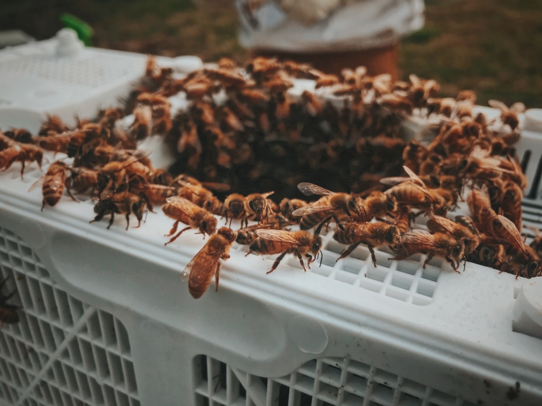 Appalachian Apiaries Appalachian Apiaries 3 lb. Package of Bees w/ Queen 2024