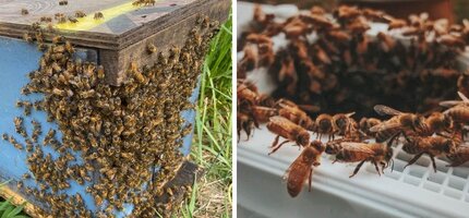 What are the differences between a Deep Nuc and a Package of Bees?