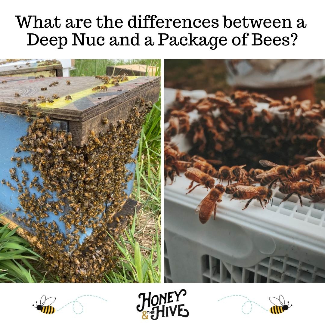 What are the differences between a Deep Nuc and a Package of Bees?