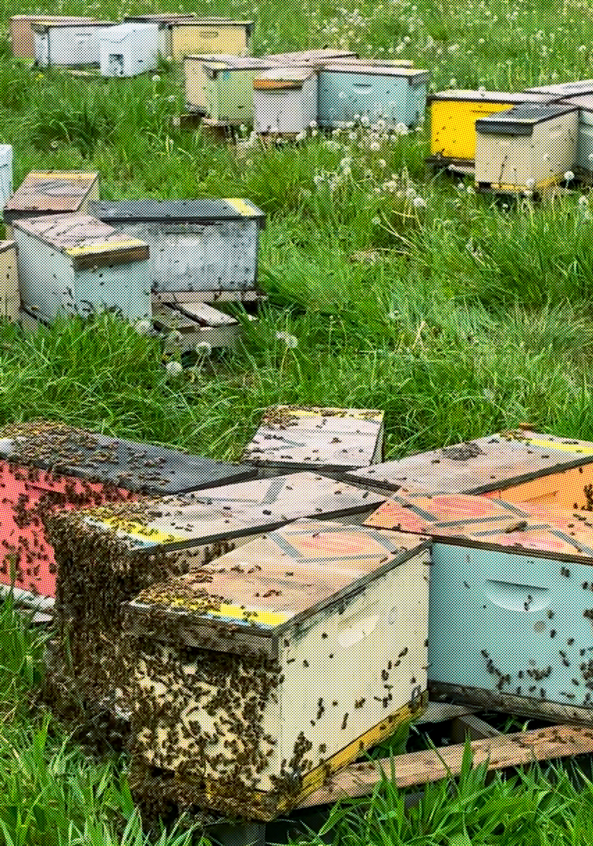 What Should I Expect When I Buy Live Bees?