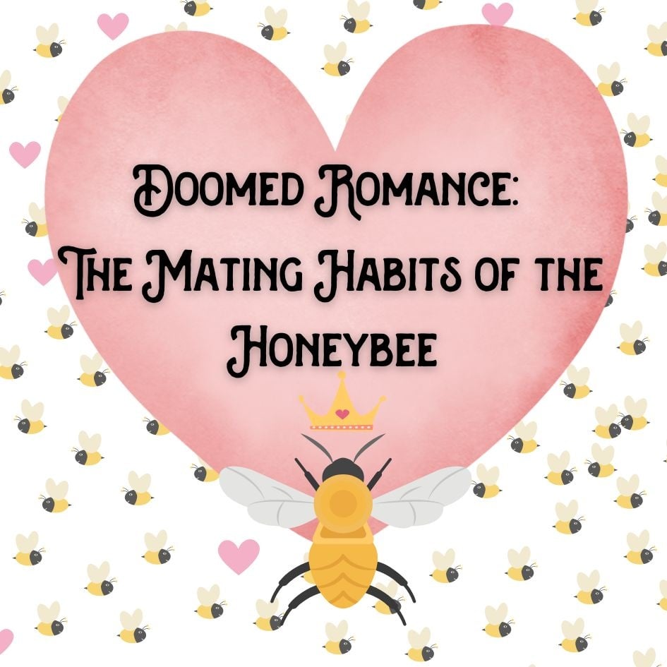 Doomed Romance: The Dangerous Love Life of the Honeybee