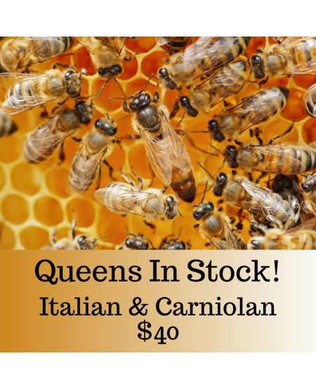 Z's Bees Californian Mated Queen ( Carniolan & Italian) 2024