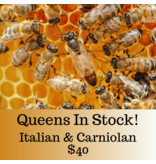 Z's Bees Z's Bees Californian Mated Queen ( Carniolan & Italian) 2024