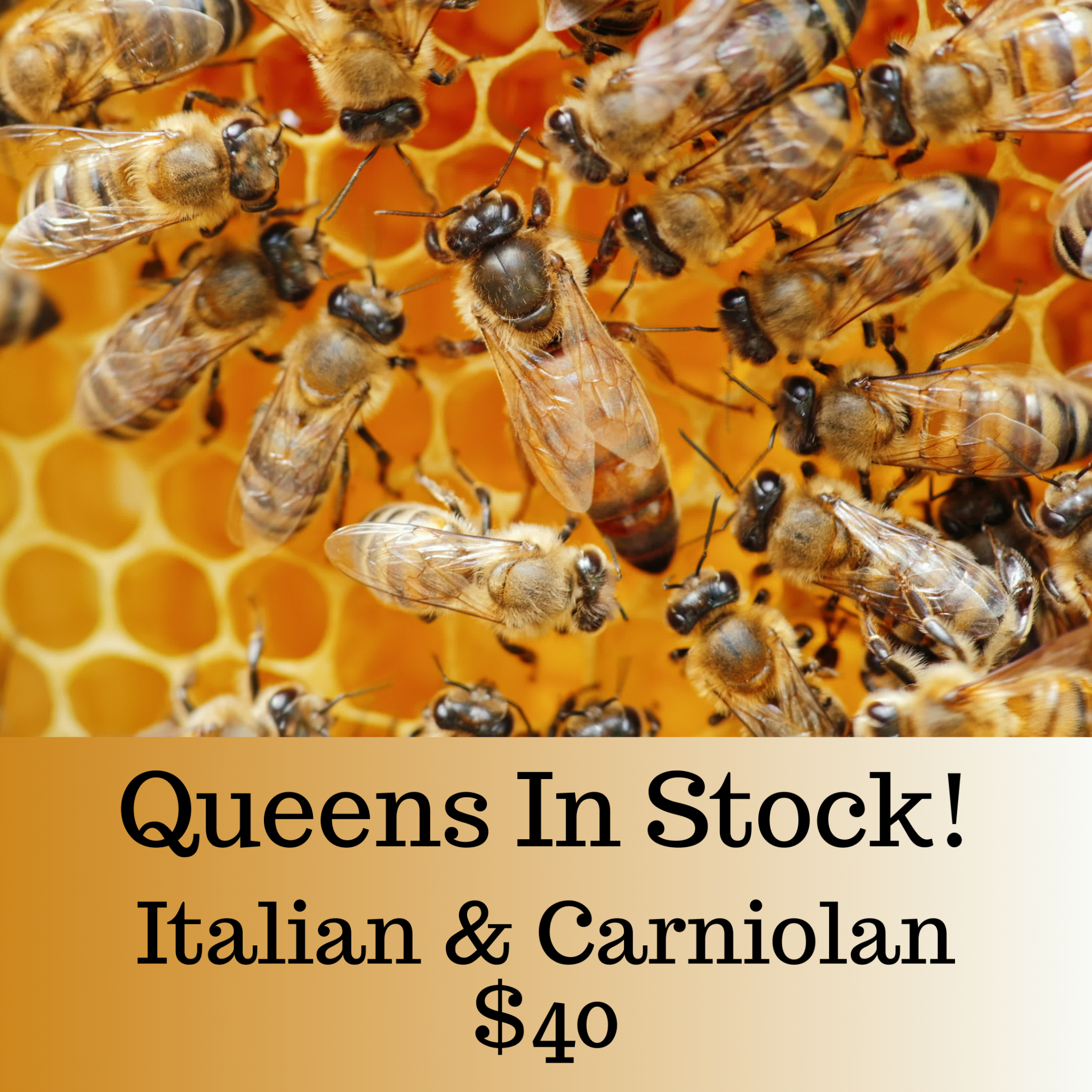 Z's Bees Z's Bees Californian Mated Queen ( Carniolan & Italian) 2024