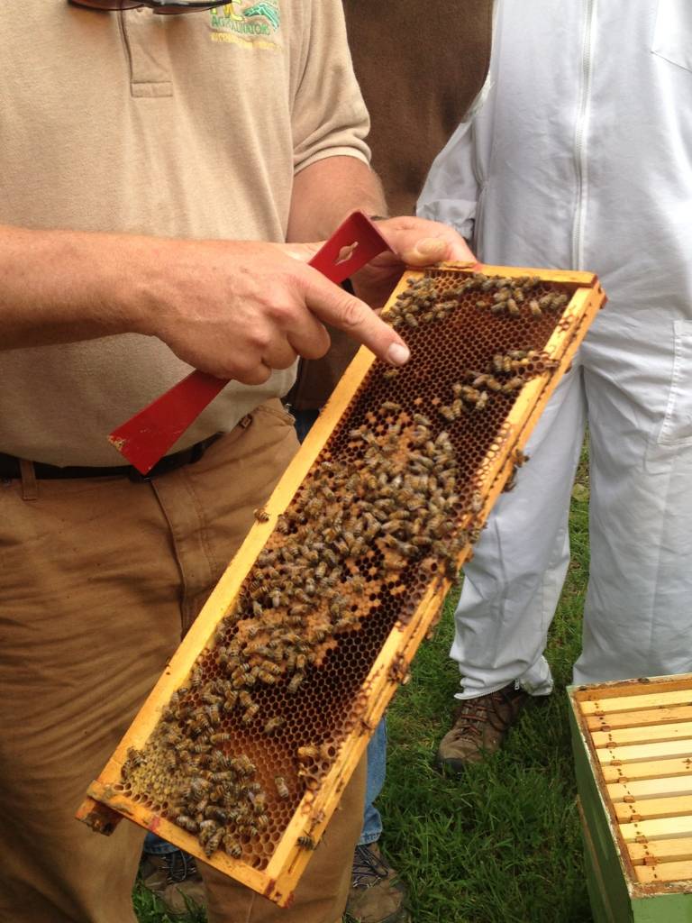 CLASS: Hands-On Hive Inspections