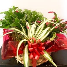 Christmas Cactus Basket