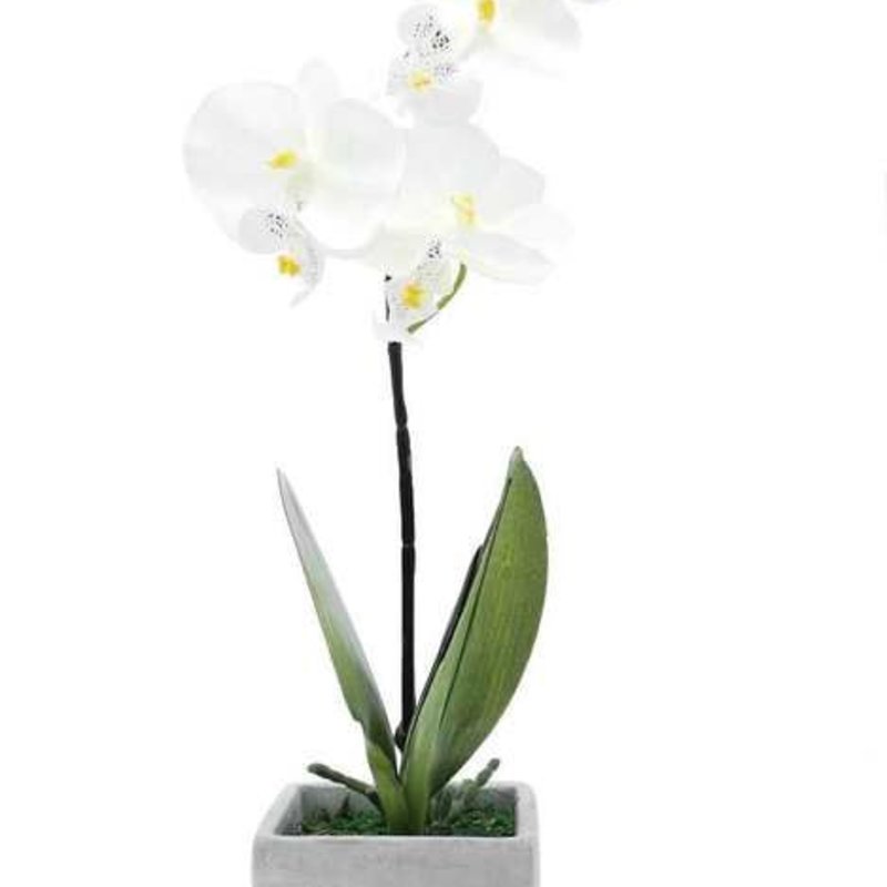 Potted Orchid