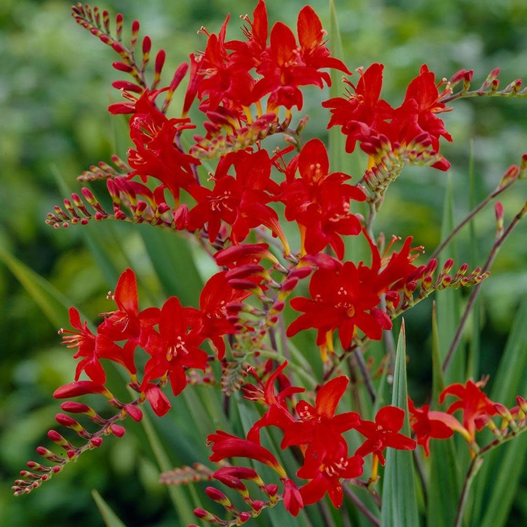 Crocosmia Lucifer 1