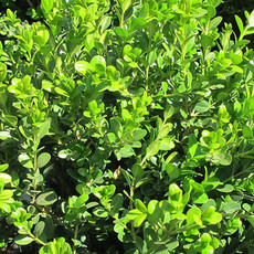 Buxus m Green Beauty Boxwood 3