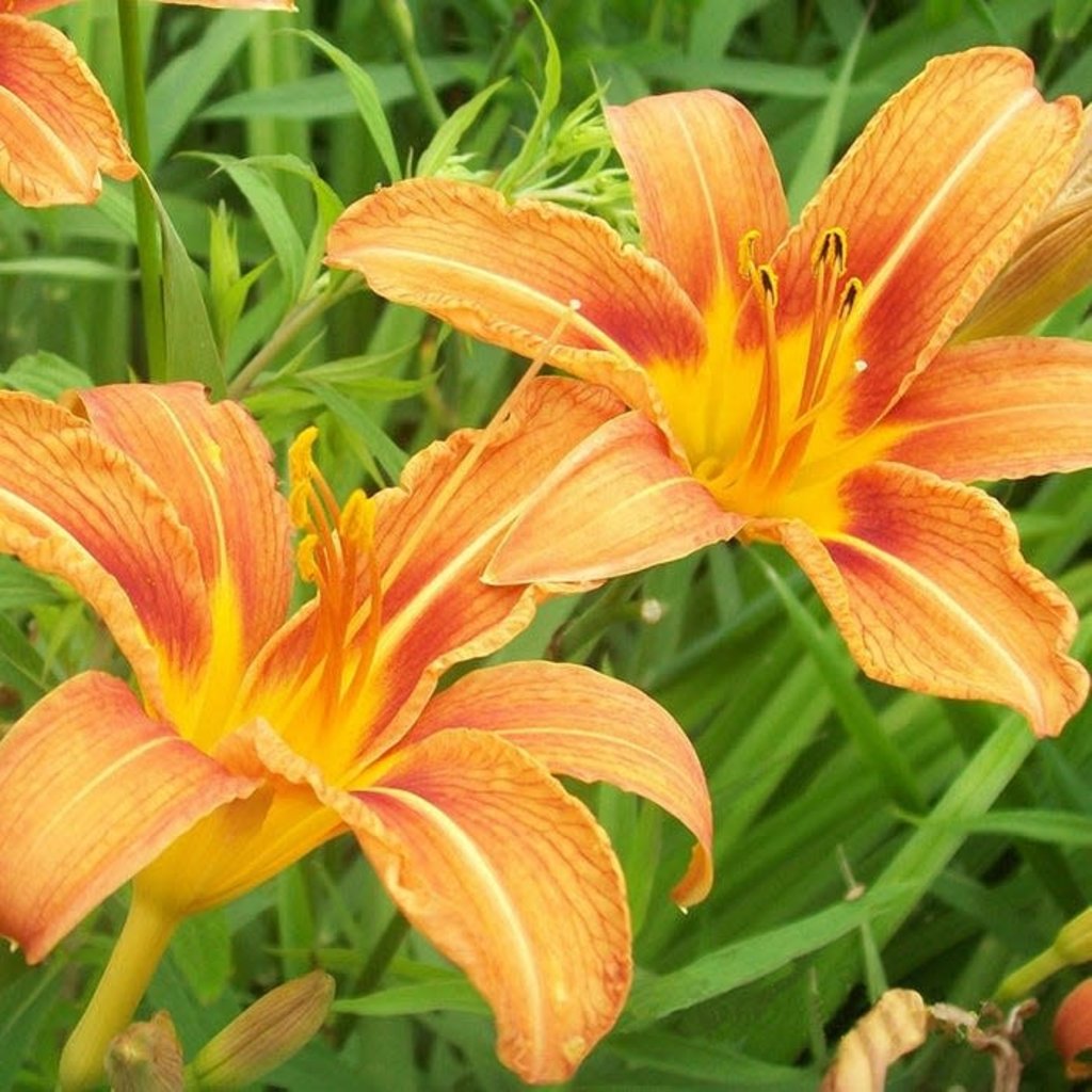 Hemerocallis fulva Orange Daylily 1