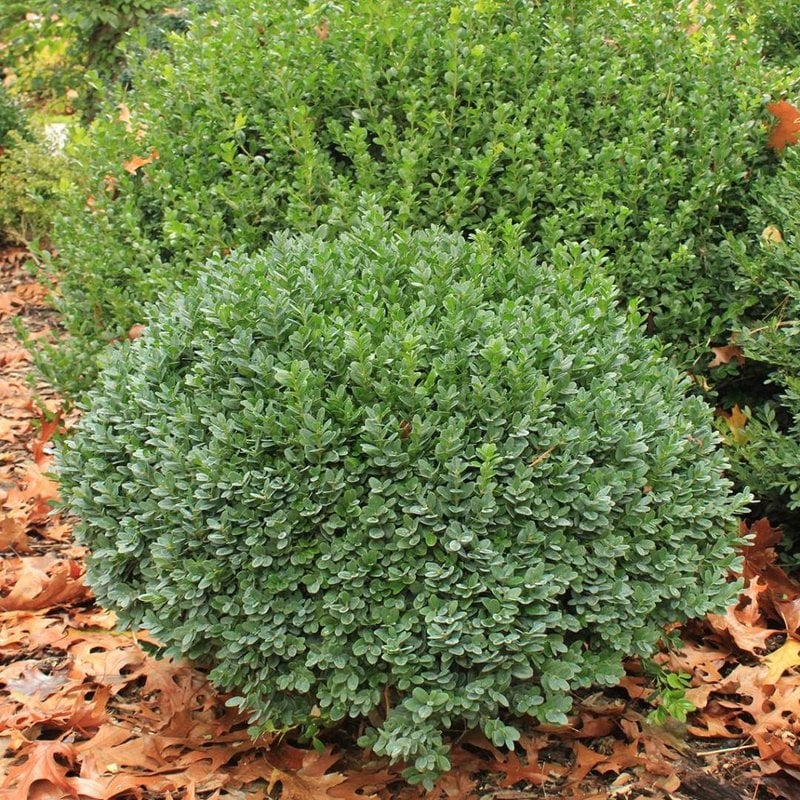 Buxus s Nana Boxwood 3