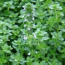 Thyme English 4"