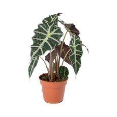 Alocasia Polly 6"