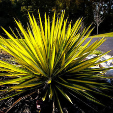 Yucca Color Guard 1