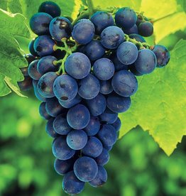 Grape Concord Seedless 2
