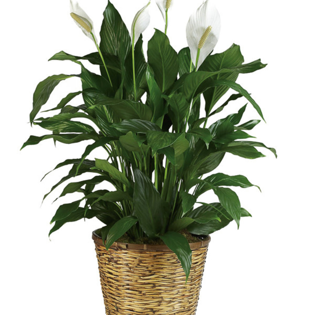 Spathiphyllum 10 Basket Boulevard Flower Gardens