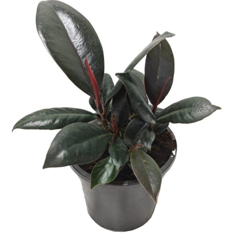 Ficus Rubber Tree 4"