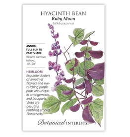 BI Seed, Hyacinth Bean Ruby Moon