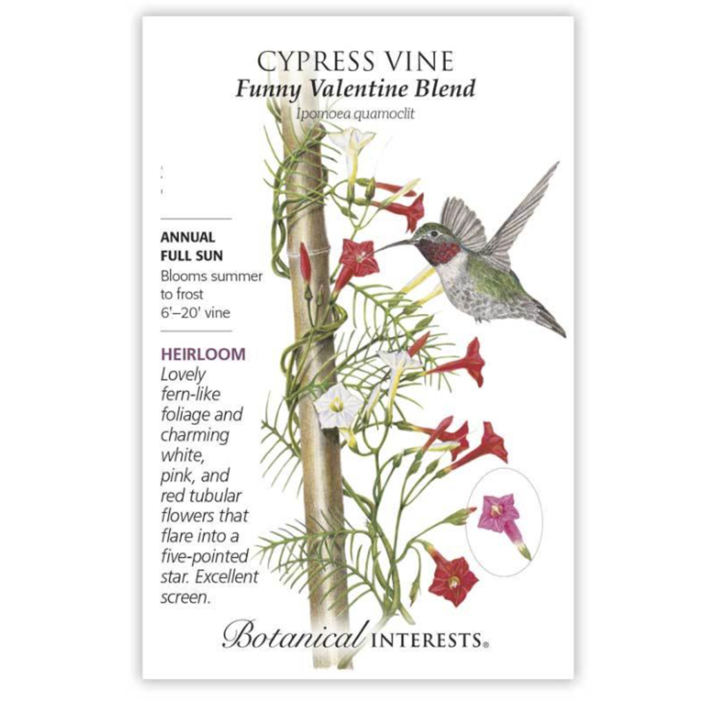 BI Seed, Cypress Vine Blend