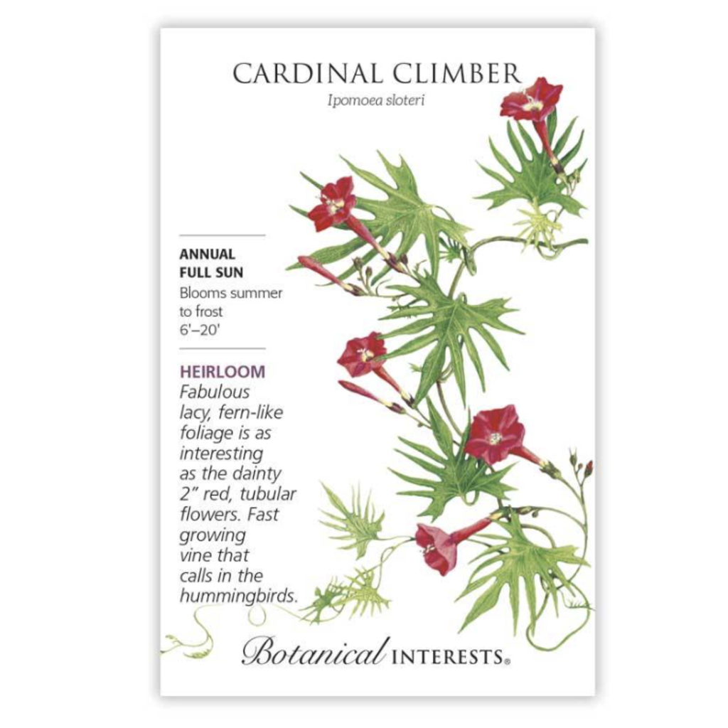 BI Seed, Cardinal Climber