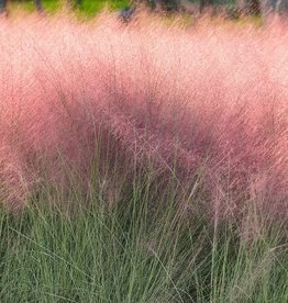 Muhlenbergia c Pink Muhly Grass 1