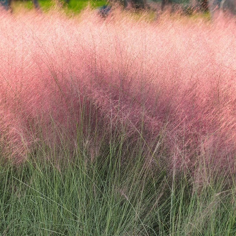 Muhlenbergia c Pink Muhly Grass 1