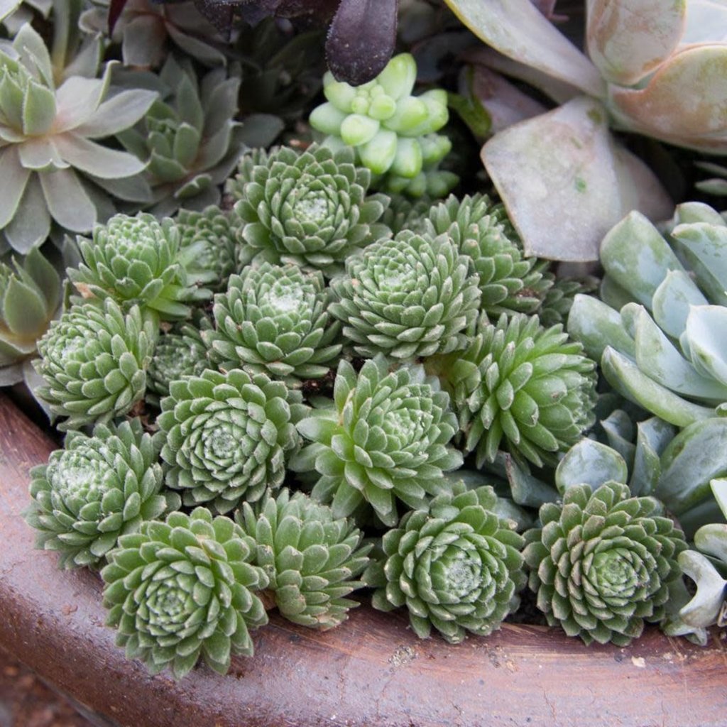 Sempervivum Hippy Chicks 1