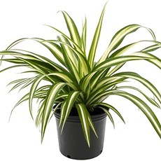 Spider Plant 4"