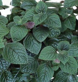 Plectranthus Purple Swedish Ivy 4"