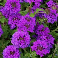 Verbena Homestead Purple qt