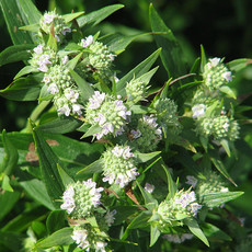 Pycnanthemum muticum Mountain Mint 1